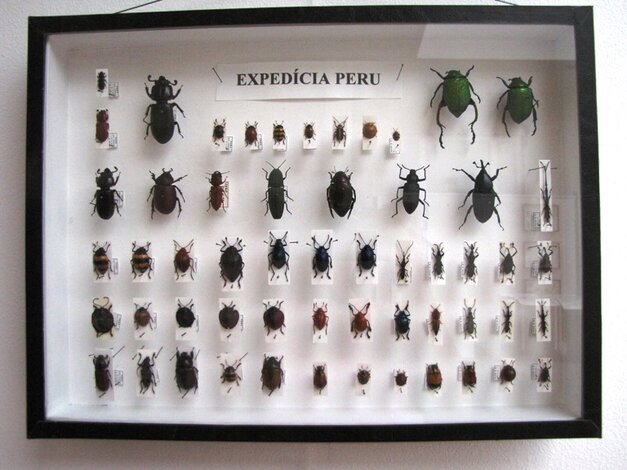 Ukážka chrobákov (Peru)